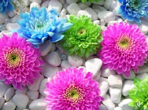 Flowers Wallpapers (59)