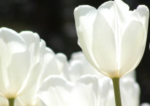 White-Tulip-21