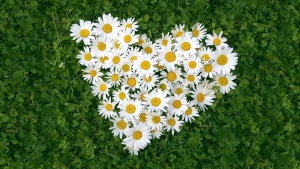 daisy_flowers_love_heart_on_green_grass-other